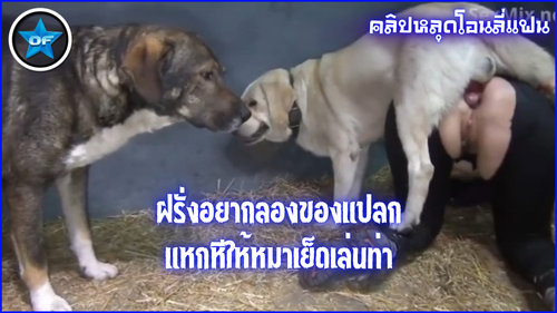 เย็ดหี หี หมาเย็ดหี หมาเย็ดมนุษย์ หมาเย็ดคน